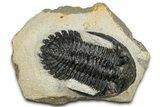 Detailed Hollardops Trilobite Fossil - Ofaten, Morocco #351268-3